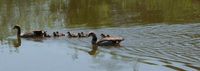 Entenfamilie im Wasser schwimmend, gross